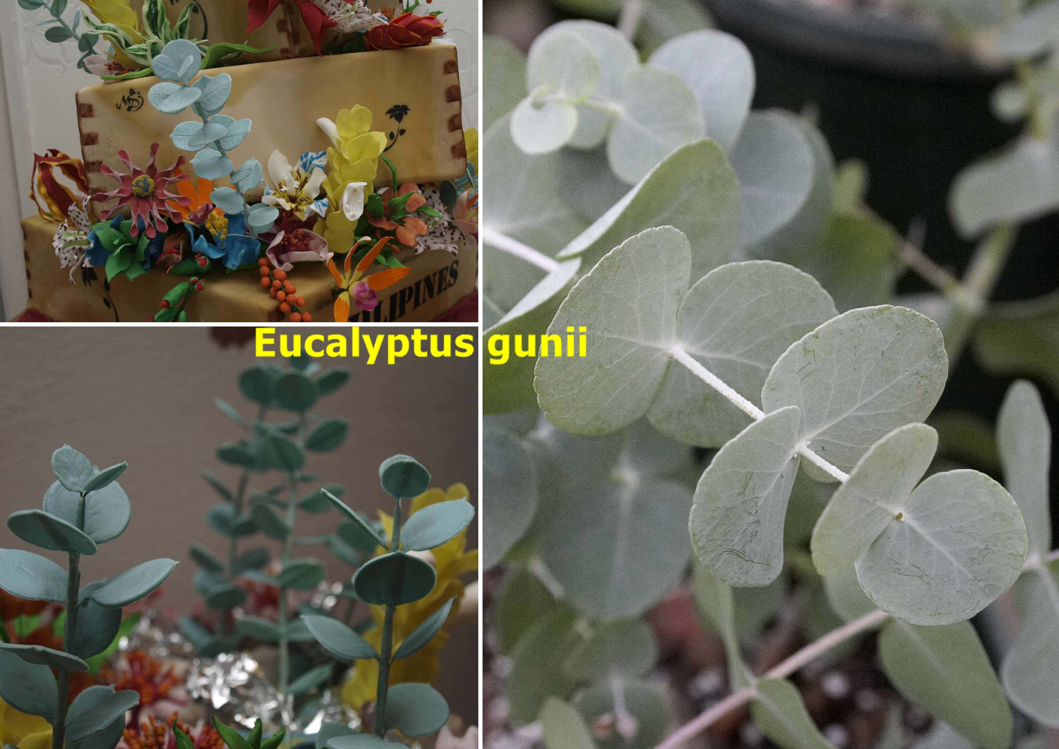 Eucalyptus_gunnii