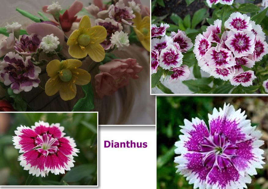 Dianthus_