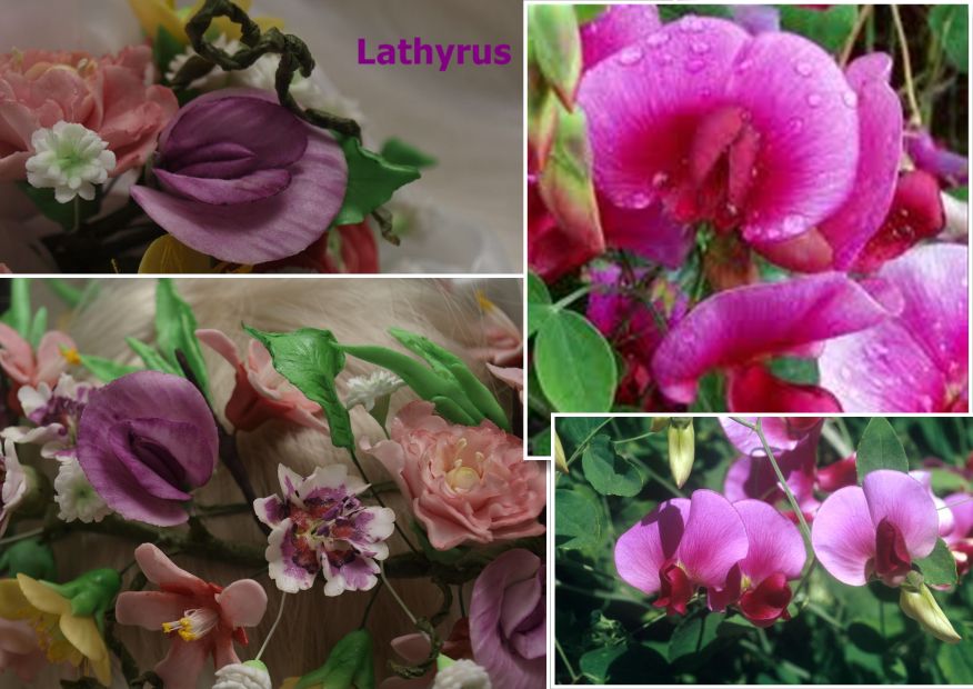 Lathyrus_