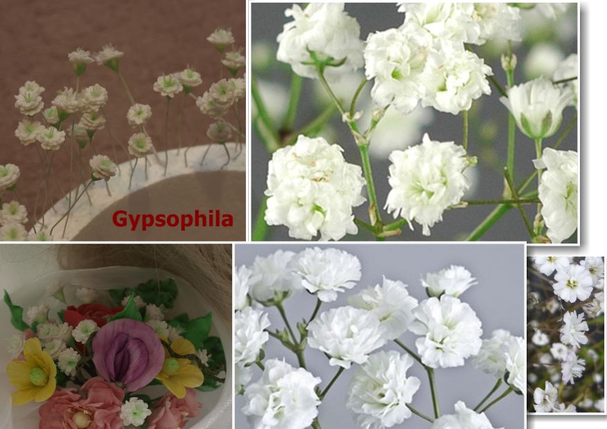 Gypsophila_